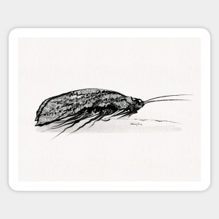 Caddis Sticker